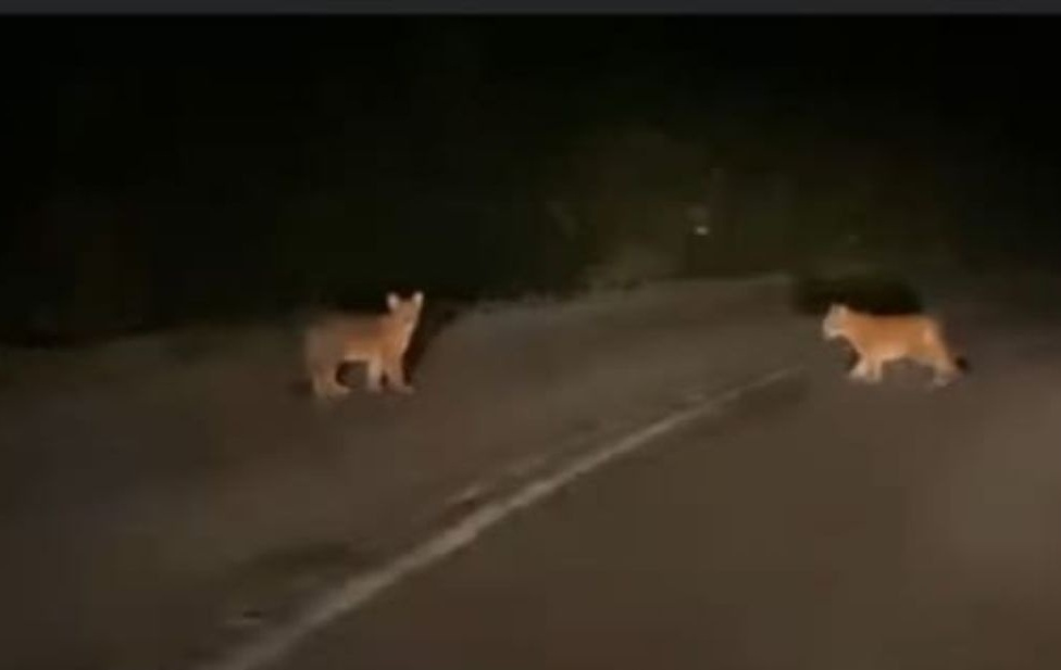 Dos Ejemplares De Pumas Fueron Vistos Anoche En La Ruta T-87, Sector Puente Chaichayén
