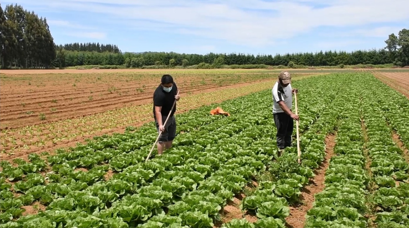 CONADI destinó más de 2 mil 600 millones para proyectos de riego de comunidades mapuche de la Araucanía