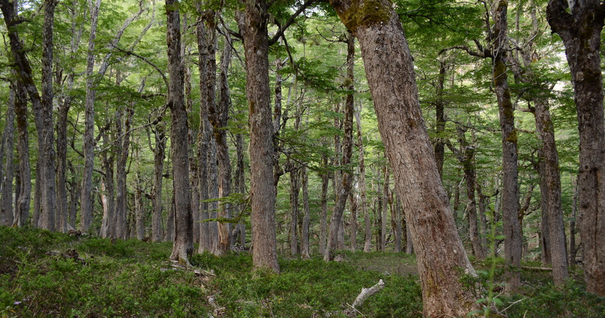 Parques Privados de Ruta Lagos y Volcanes valoran iniciativas que promueven “baños de bosques” para la salud mental