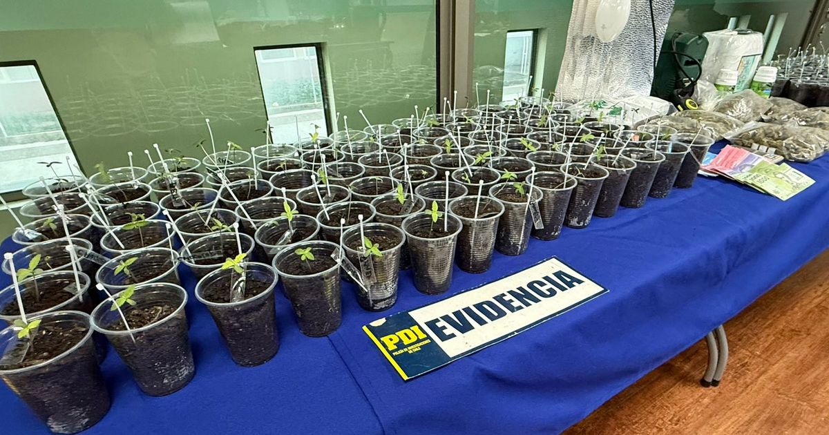 PDI Victoria detiene a sujeto por microtráfico y cultivo de cannabis en la comuna de Curacautín
