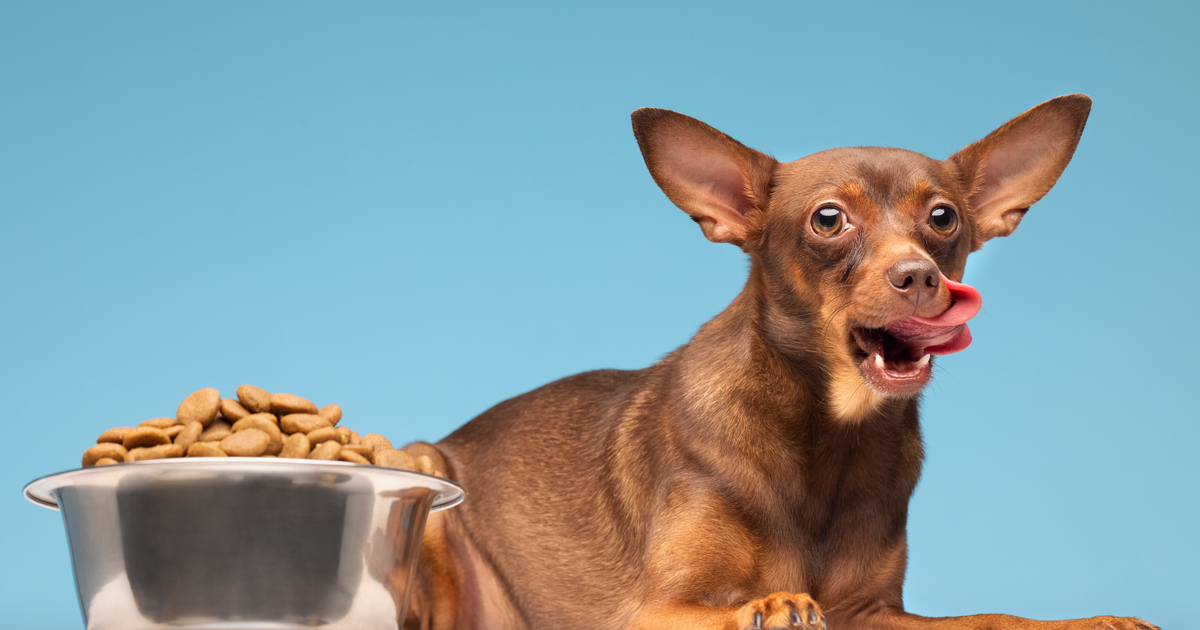 Cuidado con la parrilla: los alimentos del 18 que ponen en riesgo la salud de perros y gatos
