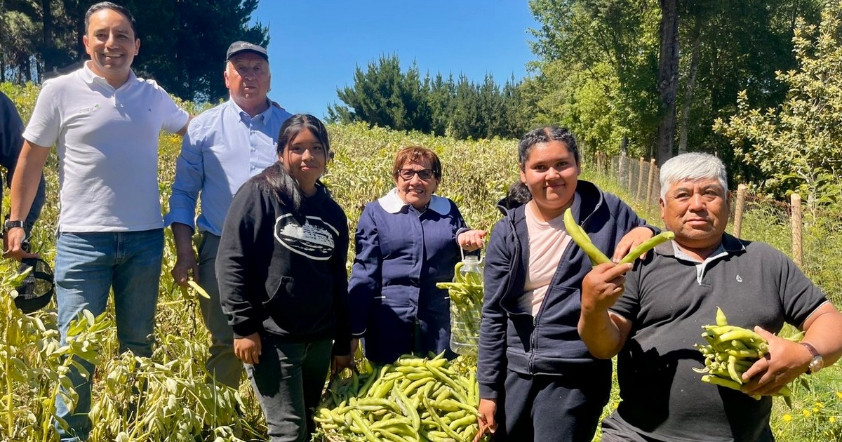 La cosecha que protege del fuego: estudiantes de Lumaco celebraron una nueva temporada de habas