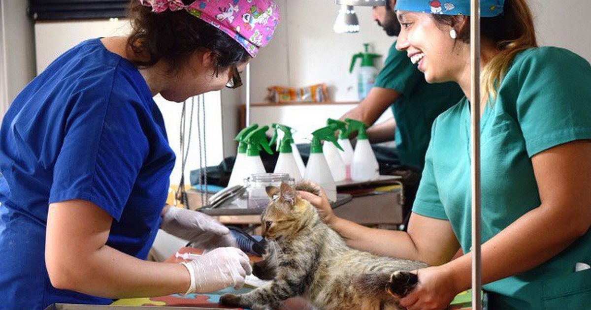 Municipalidad de Villarrica realizará 1.500 esterilizaciones de perros y gatos