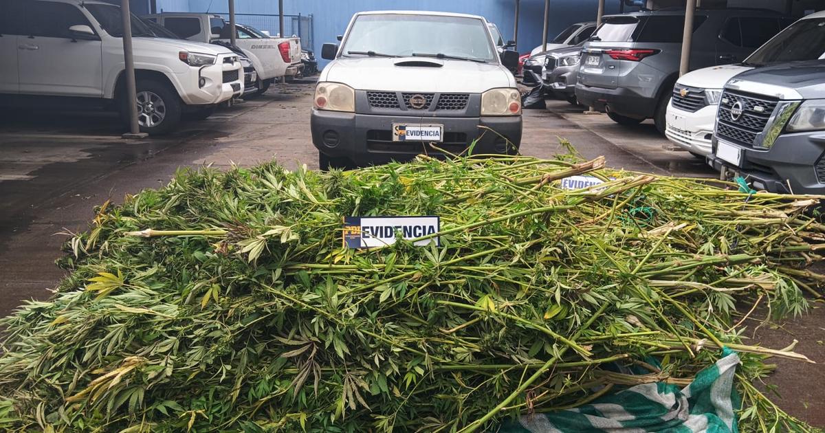 Operación “Tras las líneas” saca de circulación 900 millones de pesos en droga