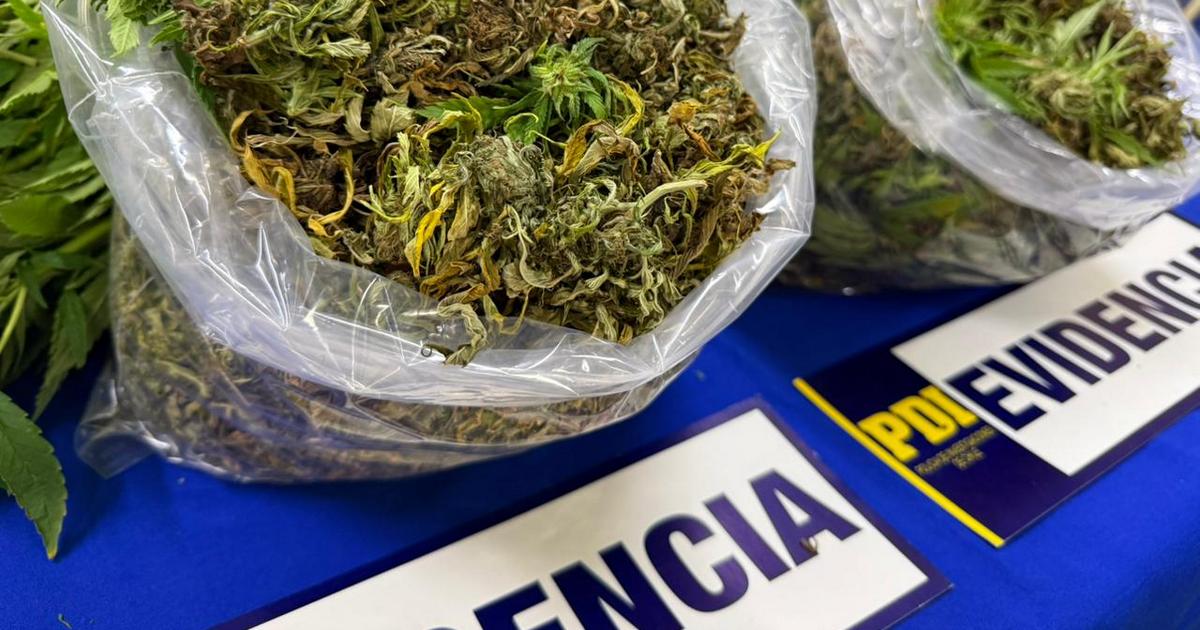 En Hualpin: PDI saca de circulación tres millones de pesos en cannabis sativa