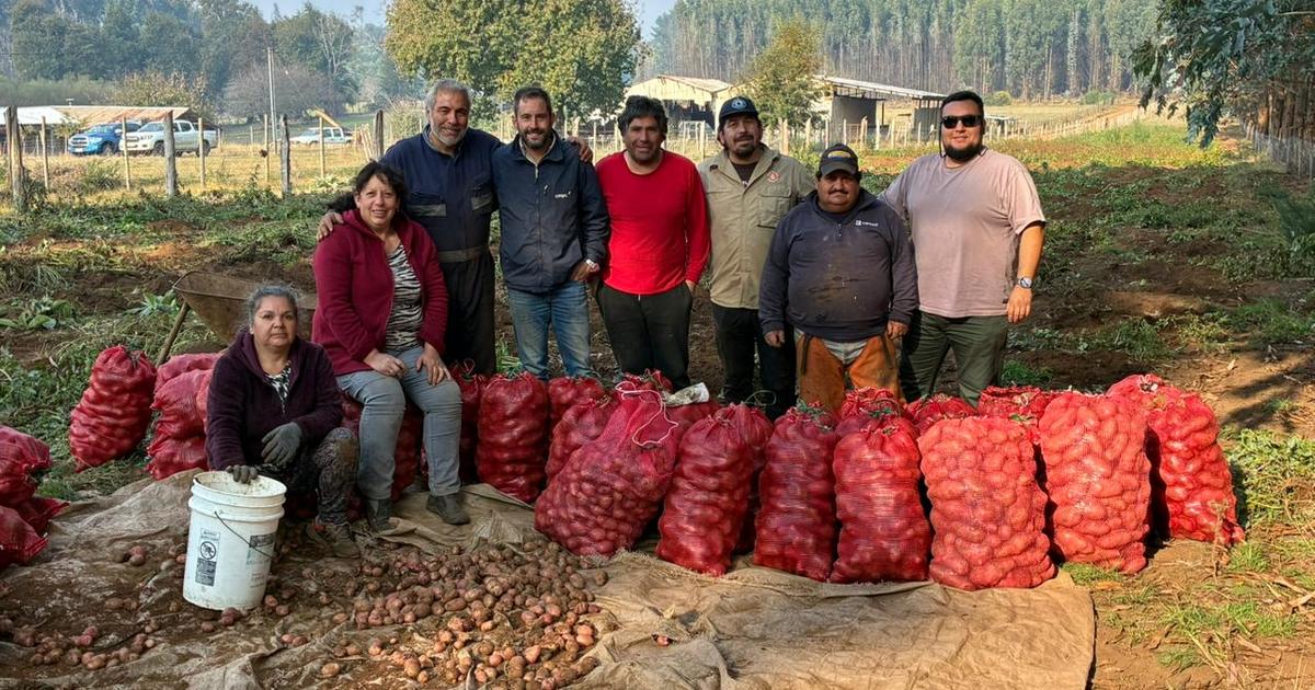 Cortafuegos que alimentan: la cosecha de papasque transforma prevención en desarrollo en La Araucanía