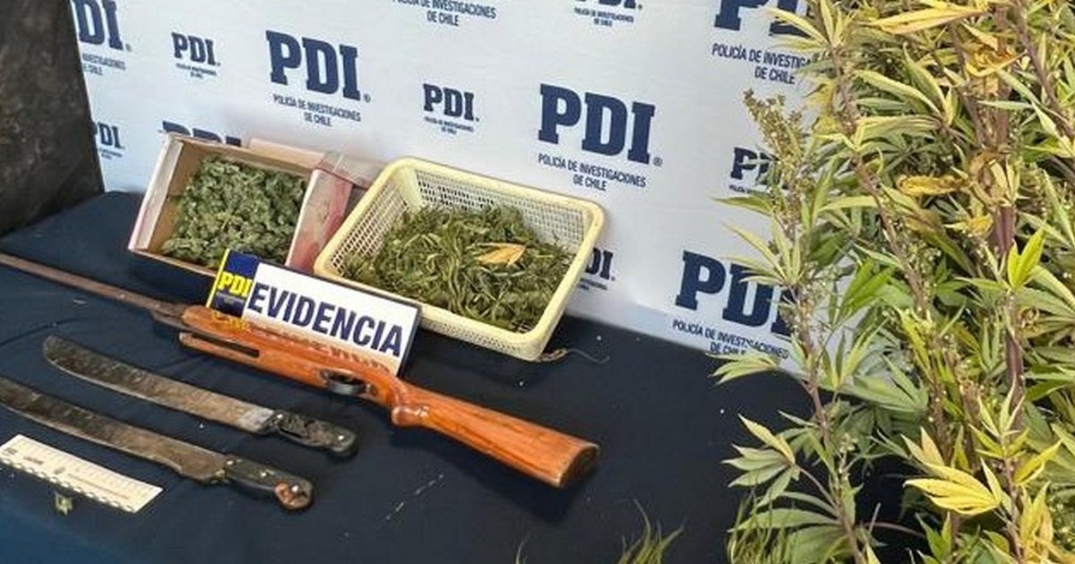 PDI sacó de circulación 6 mil 600 dosis de cannabis sativa en el sector Amanecer