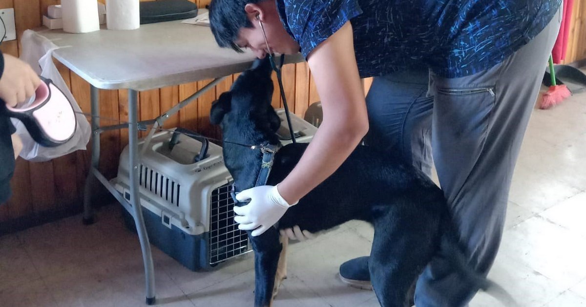 Municipalidad de Villarrica continúa con los operativos de esterilización en abril