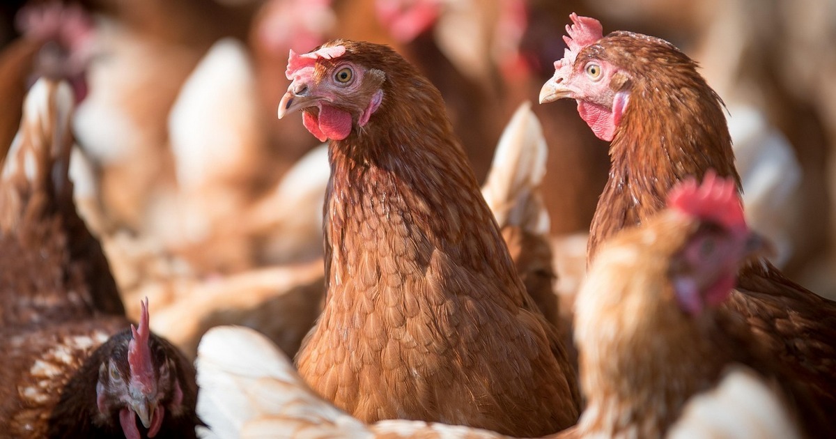 Ministerio de Agricultura llama a reforzar medidas de seguridad en gallineros ante riesgo de Influenza Aviar