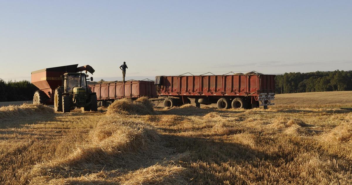 3 años de cárcel para comunero que exigió a agricultor pagar $5 millones para retirar su cosecha